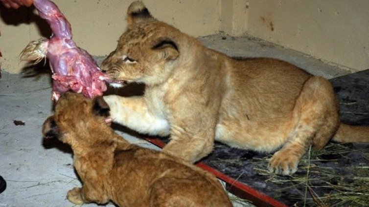 Мелнишко и свиленградско лъвче отпътуваха за Африка