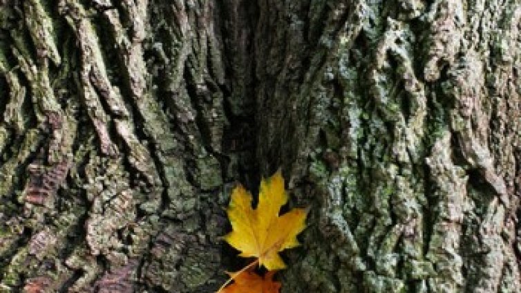 Меко до 20 ноември, после як студ от -20&deg;