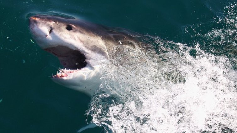 Акулите нападат хора, заради нарушаване на екосистемата