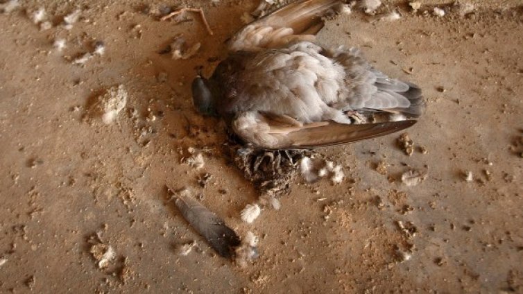 Пак мъртви птици &ndash; сега в Турция