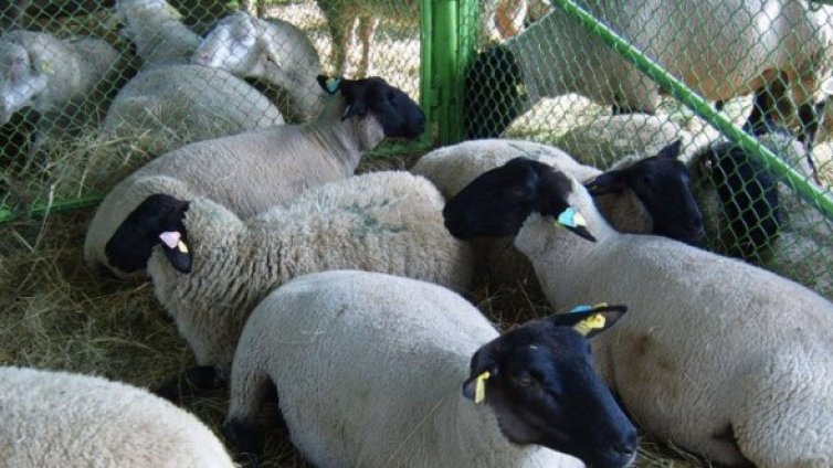 Спипаха 25 тона съмнителна вълна в Шуменско