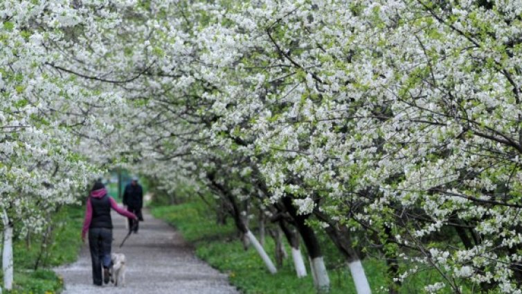 25 милиона лева предвидени за озеленяване на София