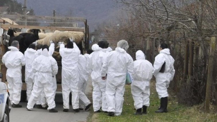 Няма болни животни от шап в Стефан Караджово