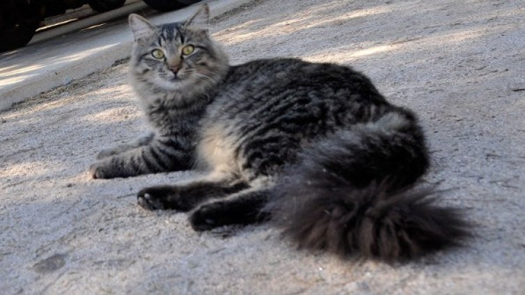 Котарак клептоман откраднал над 600 вещи