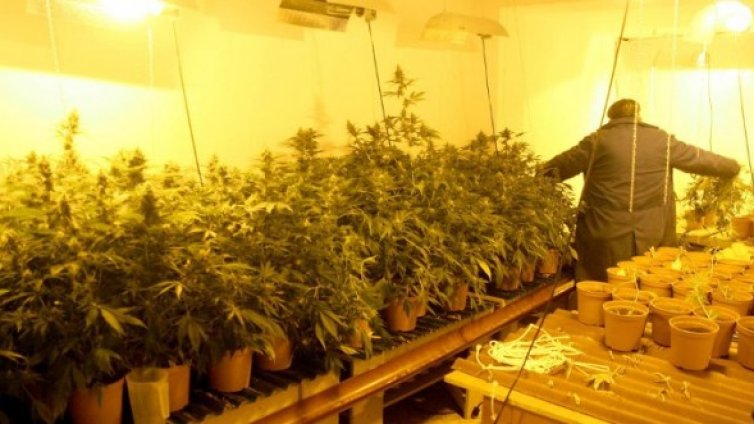 Двама българи са арестувани в Холандия за канабис