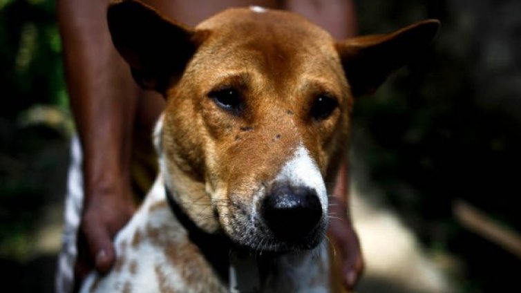 Борисов осъди варварското "тричане" на кучета