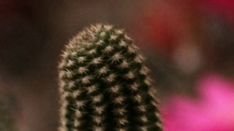 Защо мозъкът ни е голям, а пенисът – гладък