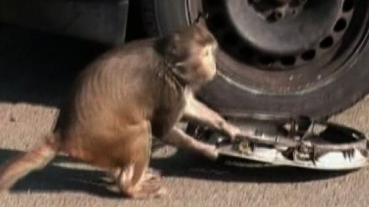Дай на маймуната кола и й гледай сеира