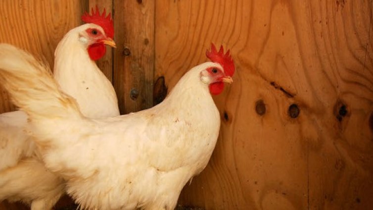 Луксозен Chicken Hotel***** за... кокошки