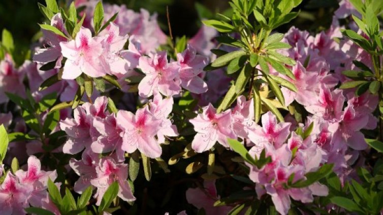 Търси се късметлията за ваканция в Мадейра