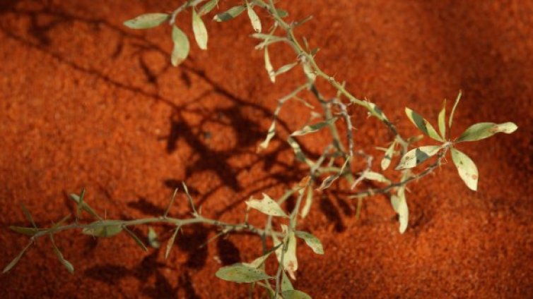 Растителността на планета с две слънца ще бъде черна