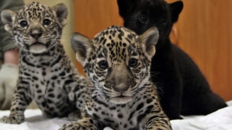 Денят в снимки