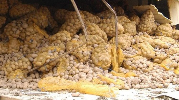 Бобо и Калодката свили над 2 тона картофи