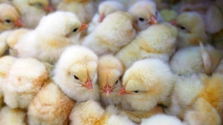 Иззеха прасенца и кокошки носачки от незаконен пазар