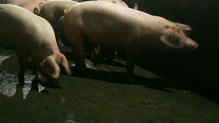Жизненоважно: защо прасетата се валят в калта