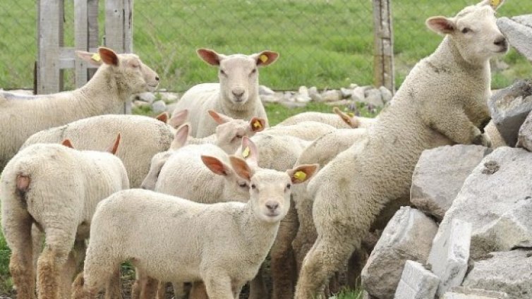 За агнета и кокошка няма прошка