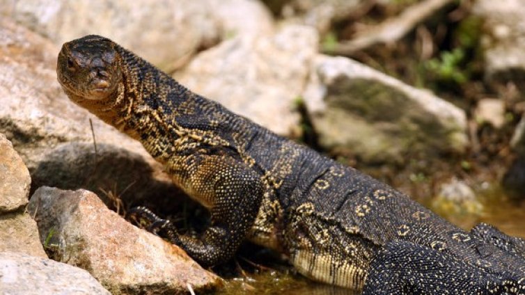 Селектираха гущер, който сам се клонира