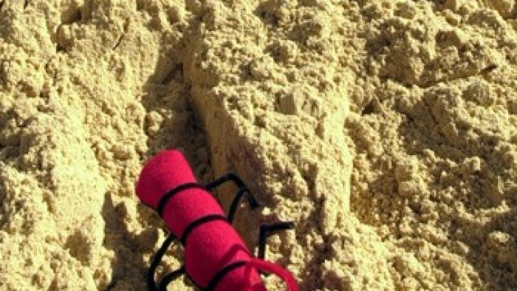 Правят каталог на мравките