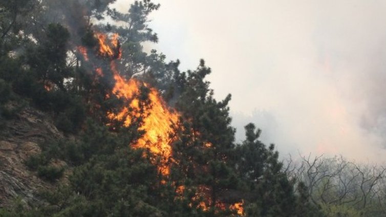 Уникална смес ще гаси горски пожари
