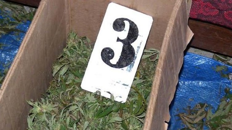 Канабисът &ndash; табу за местни и чужденци в Холандия