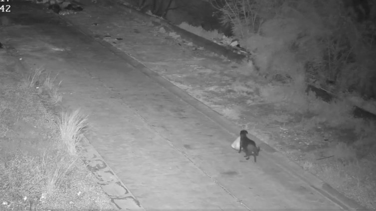 Мъж в Сициля дресира кучето си да изхвърля незаконно боклук ВИДЕО