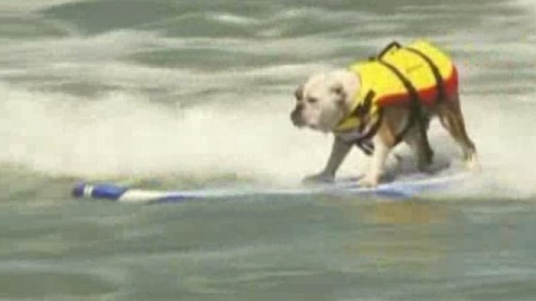 Седни! Дай лапа! Сърфирай!