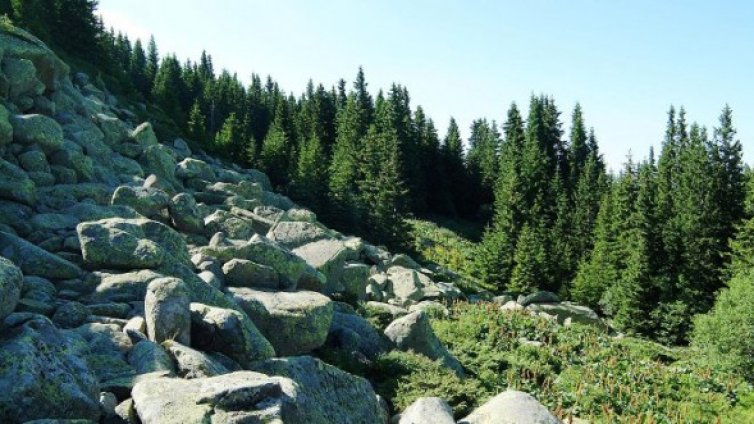 Тръгват безплатни автобуси за Витоша