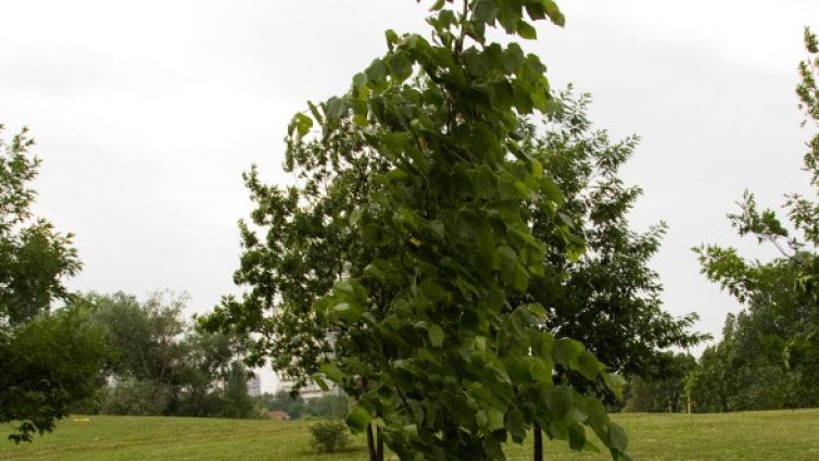 Търсите сянка? Търсите въздух?