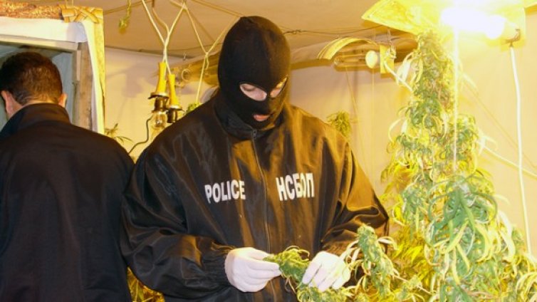 Оранжерия за канабис с всички екстри намериха в Дулово