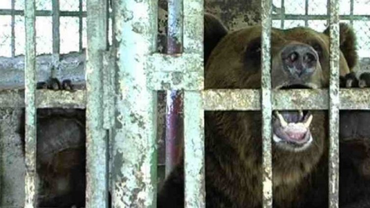 Оперираха успешно крачето на мечката Бойка