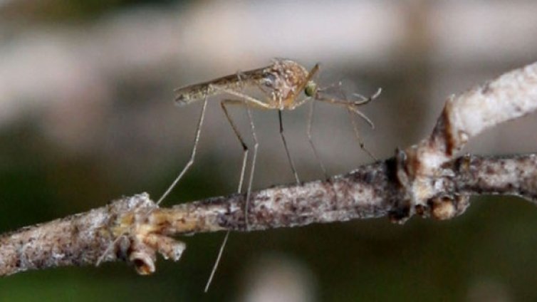 Комарите предпочитат любителите на бирата