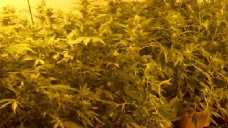 Оранжерия за марихуана е разбита в Разградско