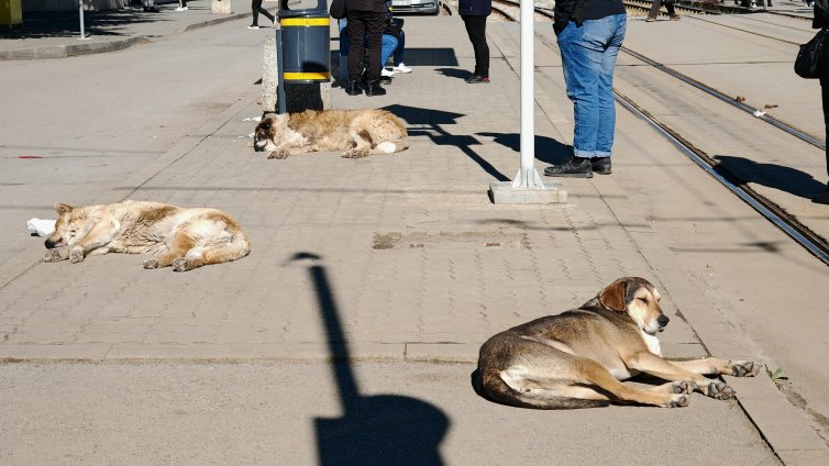 Бездомни кучета нападат и тормозят деца и домашни любимци