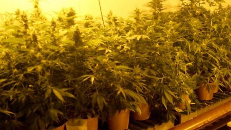 40 саксии с марихуана са иззети при акция в Момчилград