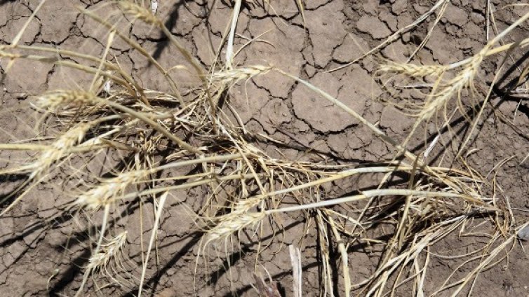 Рекордните жеги погубиха над 60 души в САЩ