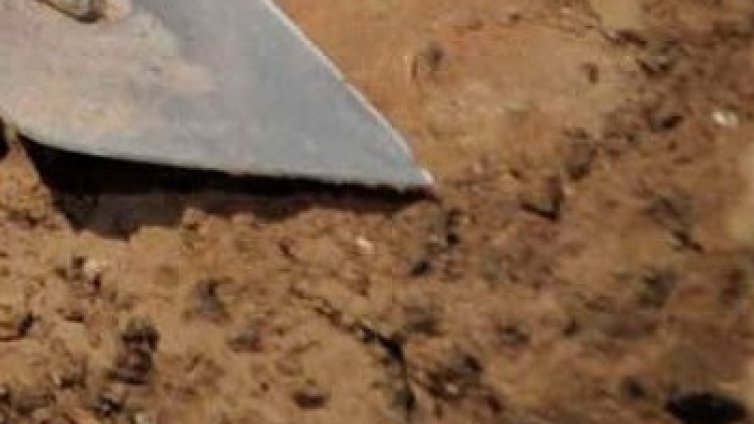 Откриха най-старото дърво в света