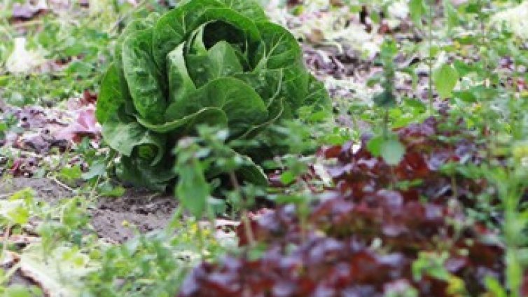 Растенията могат да бъдат отглеждани и на тънко фолио