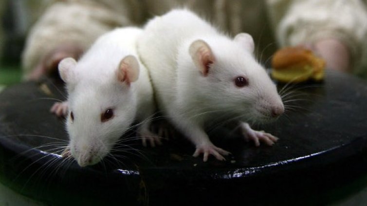 Котка + плъх = ВНЛ