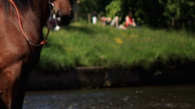 Откриха цивилизацията, която първа е опитомила конете