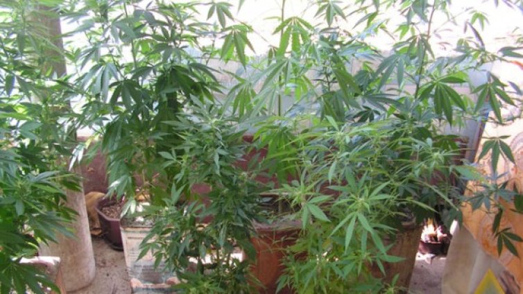 Разкриха оранжерия за канабис в хасковски апартамент