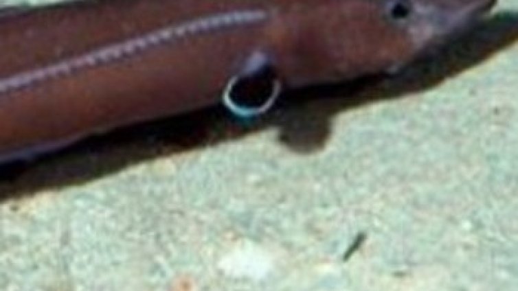 Сляпа пещерна риба има усет за време