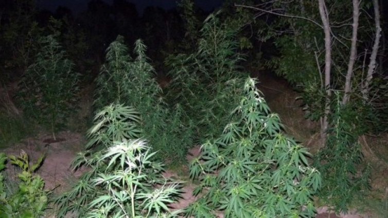 Намериха нива с канабис в гора край санданско село