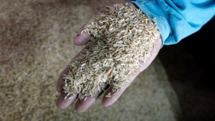 Учени извлякоха човешки протеин от генно модифициран ориз