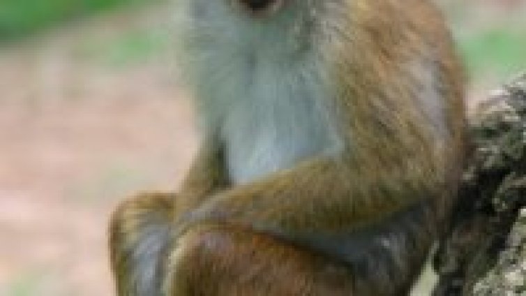 Заместват Jessica Simpson с маймуна