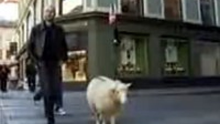 Брутални метъли си &bdquo;даунлоуднаха&ldquo; овца на депутат
