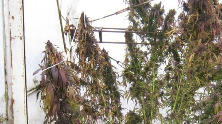 Оранжерия за канабис разкриха в сeло Злокучене