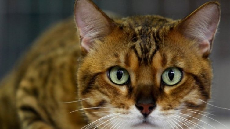 Ако искате да си вземете котка, помислете пак!