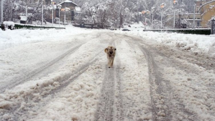 Влаковете в страната се движат по разписание 