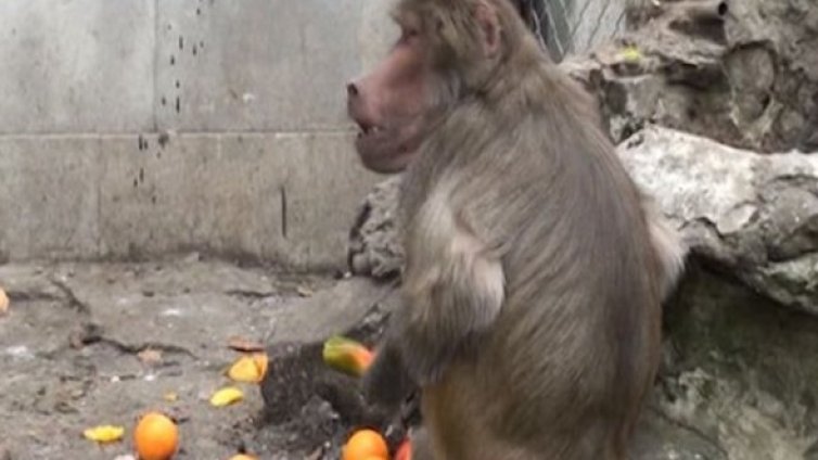 Манго, гуава, папая &ndash; екзотична храна в Айтоския зоопарк 