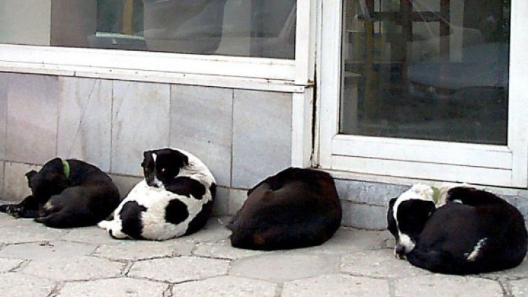 Политиката за бездомните кучета правилна, мерките &ndash; не 